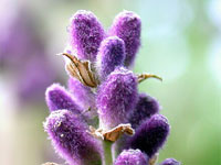 Wasserbett Duft Nachttraum Lavendel